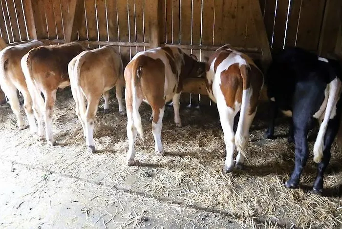 Farm Geislerhof * Gerlos