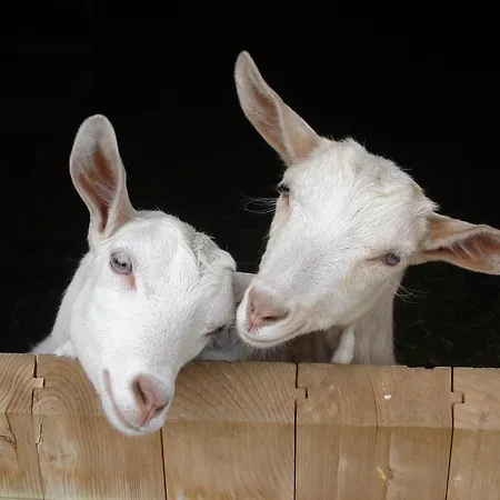 Farm Geislerhof Apartament *